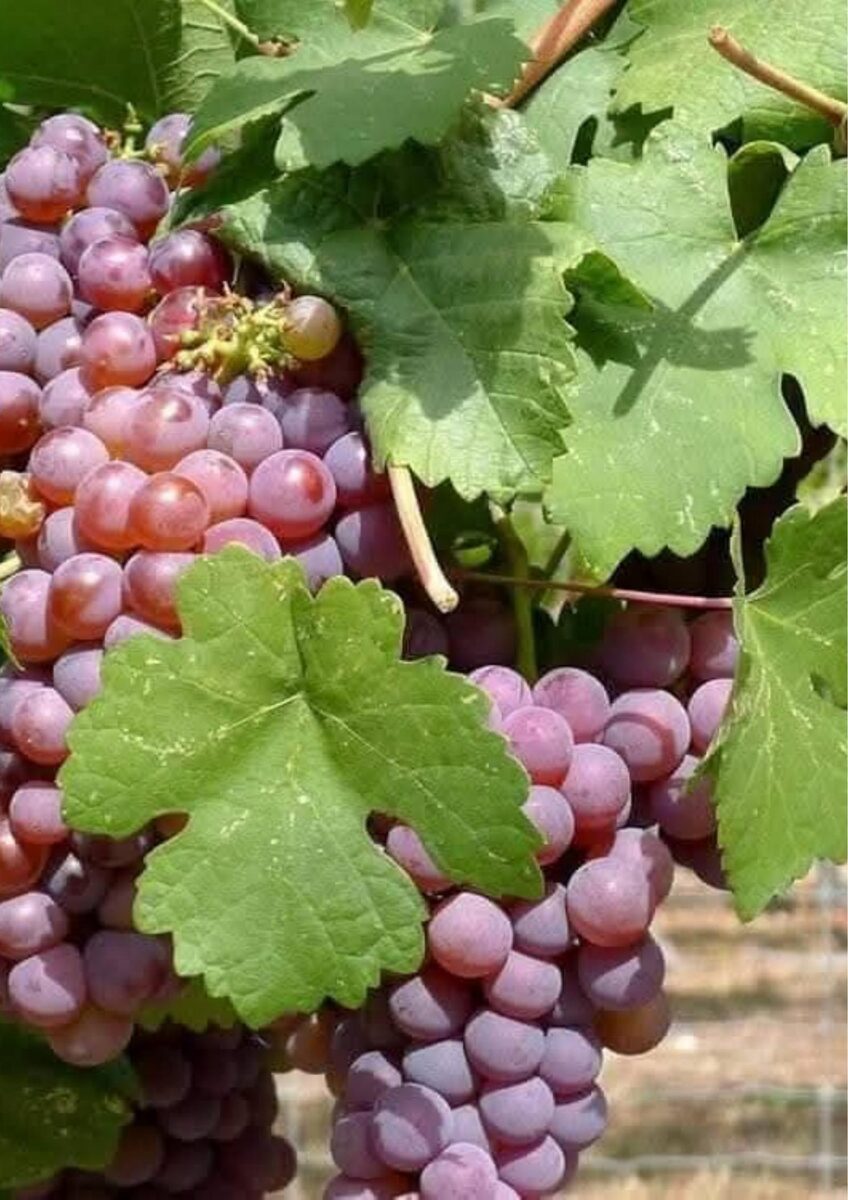 Ripe grapes grown at Tal-Mbat Farms